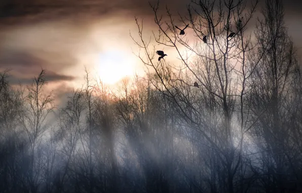 Birds, fog, morning