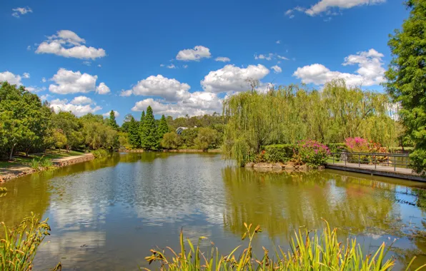 Greens, the sky, grass, the sun, clouds, trees, flowers, pond