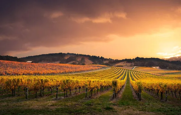 Picture autumn, hills, Australia, vineyard, Adelaide Hills Council