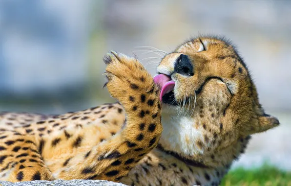 Face, predator, Cheetah, washes