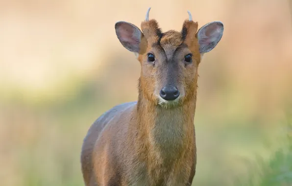 Look, background, deer, horns