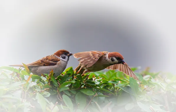 Leaves, a couple, bokeh, sparrows