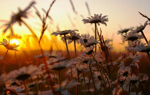 Picture grass, sunset, flowers, nature, chamomile