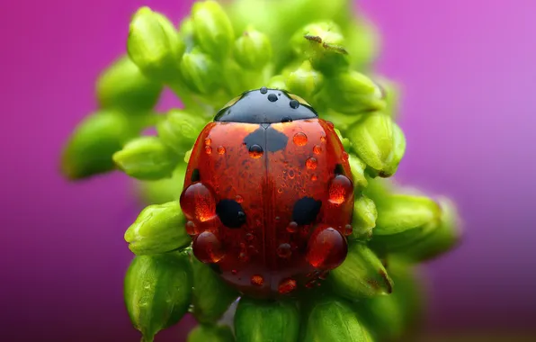 Rosa, insect, Ladybug, bokeh, Fruman Evgeny