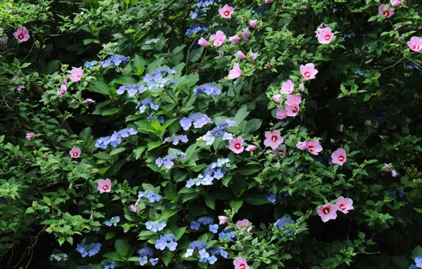 Flowers, flowering, bushes, Hibiscus