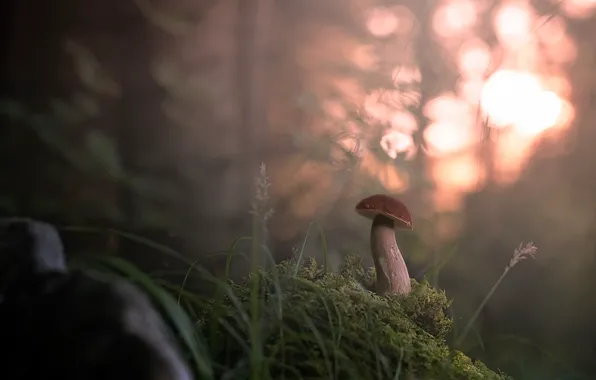 Picture forest, fog, mushrooms