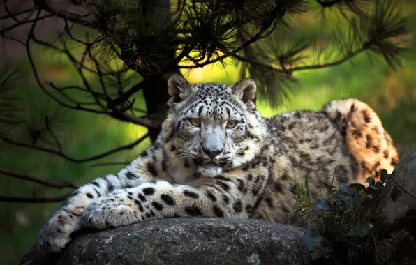 Picture trees, branches, stones, lies, IRBIS, snow leopard, needles, pine