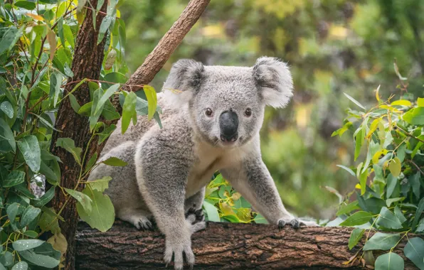 Picture look, leaves, drops, trees, nature, pose, face, Koala