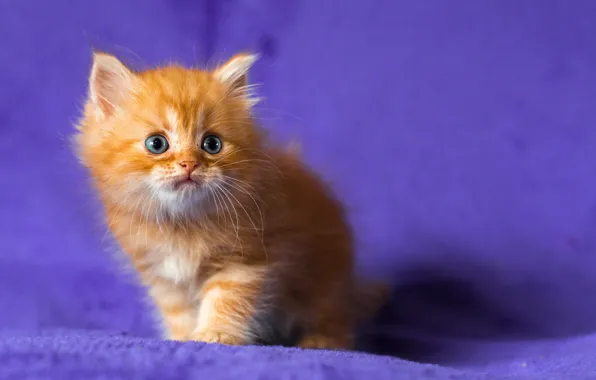 Picture kitty, red, blue-eyed, lilac background