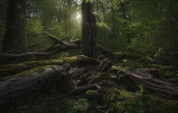 Forest, trees, branches, thickets, moss, driftwood, deadwood