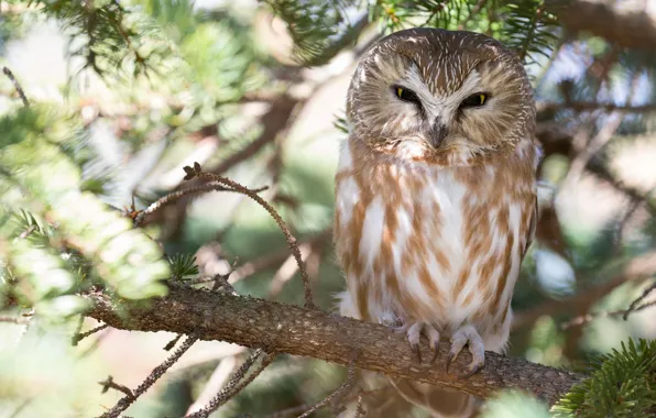 Tree, owl, bird, branch, Tengmalm's owl