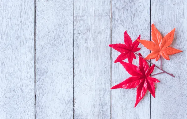 Autumn, leaves, background, tree, Board, colorful, wood, background