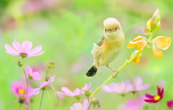 Summer, flowers, nature, bird, kosmeya