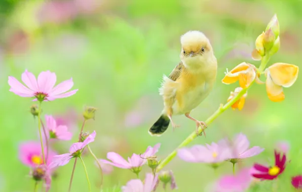 Picture summer, flowers, nature, bird, kosmeya