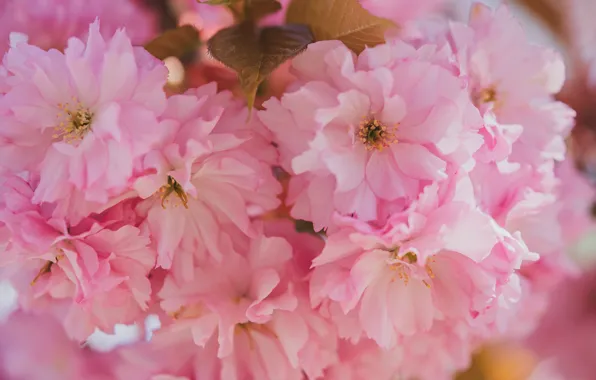 Leaves, macro, flowers, branches, spring, Sakura, pink, flowering