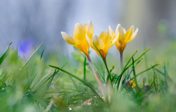 Picture flowers, yellow, glade, spring, crocuses