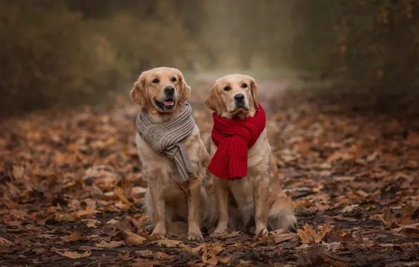 Picture autumn, animals, dogs, leaves, pair, scarves, retrievers, Victoria Dubrovskaya