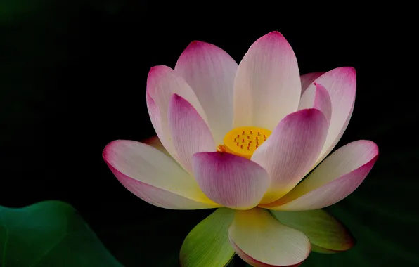 Picture flower, nature, pink, Lotus