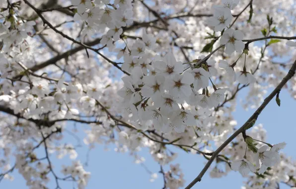 The sky, flowers, cherry, tree, branch, spring, Sakura, white