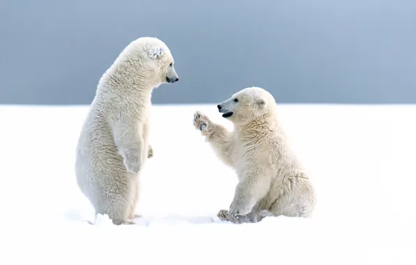 White, bears, friends, hi