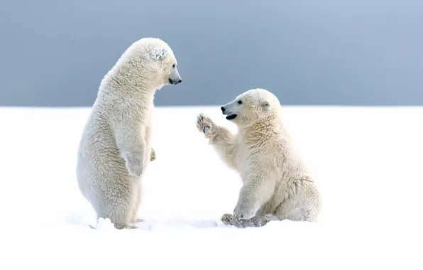 Each, bear, white, hi