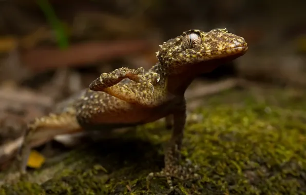 Nature, background, Broad tailed gecko, Phyllurus name