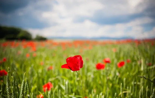 Greens, field, flowers, red, background, widescreen, Wallpaper, Tulip