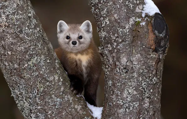 Tree, face, marten
