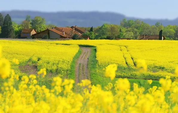 Field, trees, flowers, hills, spring, yellow, roof, village