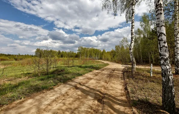 Road, nature, birch