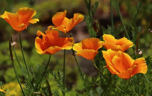 Summer, leaves, light, flowers, stems, glade, meadow, orange