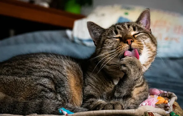Language, cat, cat, pose, lies, face, foot, licking