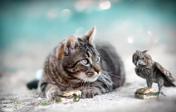 Cat, cat, grey, background, owl, bird, bird, sandwich