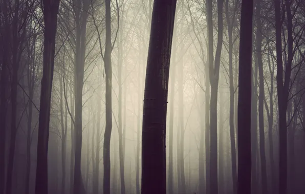 Forest, fog, tree