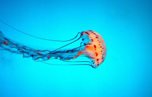Jellyfish, tentacles, dancing, the bottom of the sea