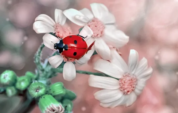 Macro, flowers, ladybug, buds, bokeh, Mustafa Ozturk, Mustafa Öztürk