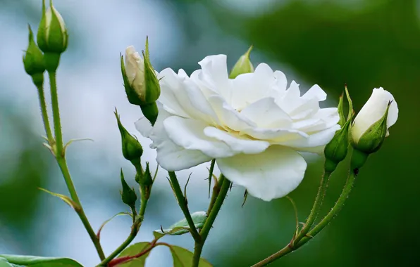 Rose, white, buds