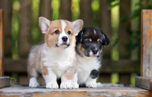 Puppies, cute, Corgi
