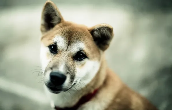 Look, background, dog