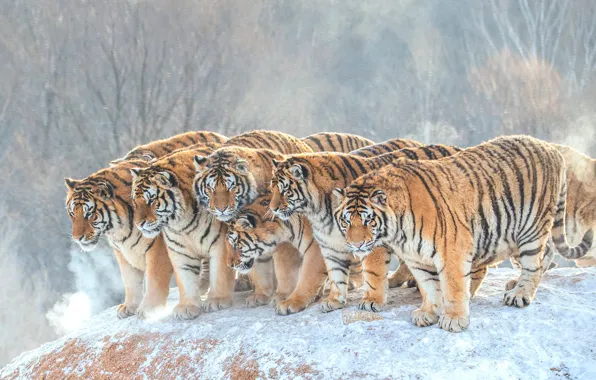 Winter, forest, snow, branches, tiger, fog, pack, hill