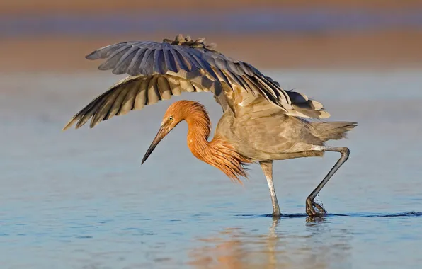 Picture bird, beak, FL, hunting, USA, Pacific Heron