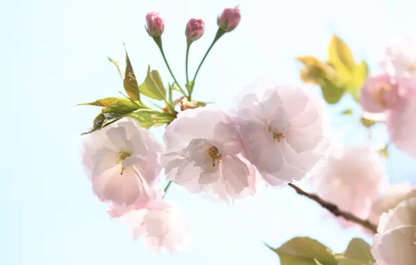The sky, flowers, cherry, branch, spring, petals, Sakura, flowering