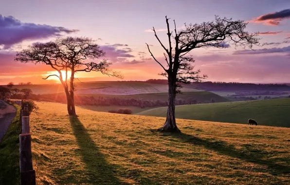 Road, trees, sunset, sheep
