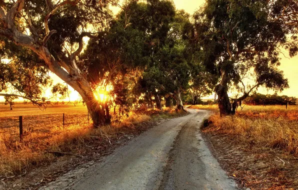 Road, trees, landscape, morning