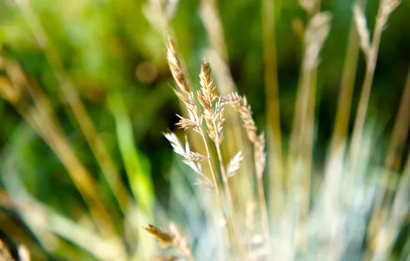 Picture summer, glade, plants, spikelets, grass