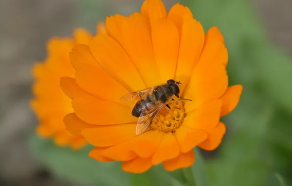 Flower, hana, bee, by ho4hoj