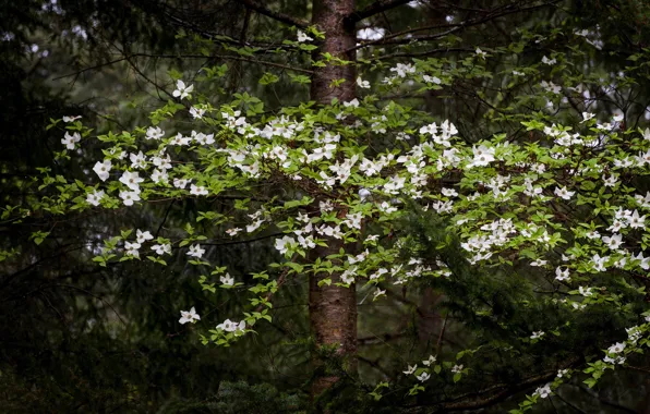 Branches, tree, dogwood