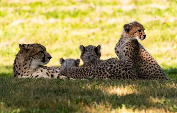 Picture stay, predators, company, cheetahs, family, a mother with cubs