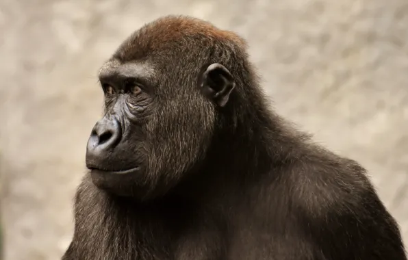 Picture animal, wildlife, primate, Gorillas