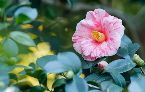 Flower, pink, foliage, blur, branch, bokeh, Camellia, striped